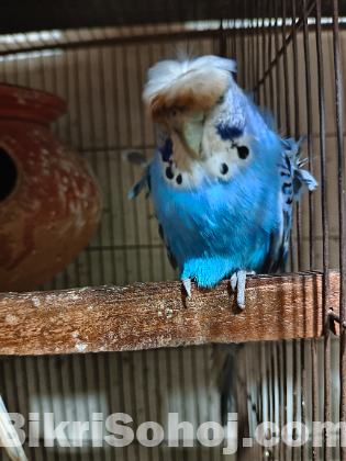 জাপানি বার্জিগার পাখি (Japanise burgiger bird)